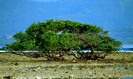 Lonely mangrove