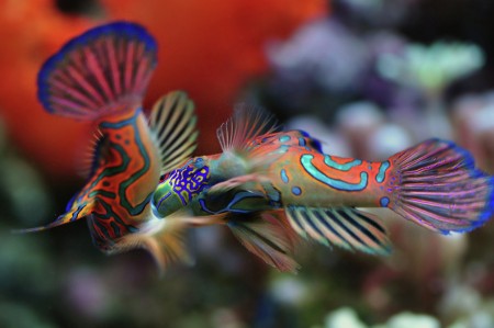Mandarin Fish