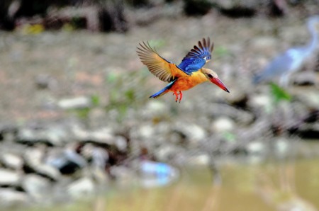 Hovering for Fishing.