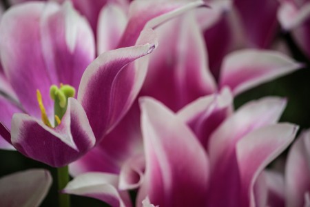 Full Bloomed Tulips