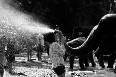 Elephant