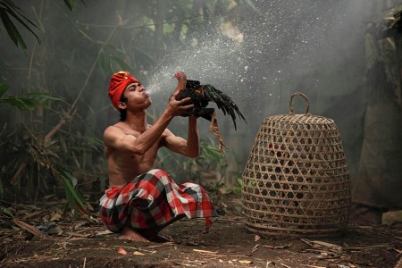 Memandikan Ayam