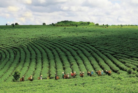working on terrace field of tea
