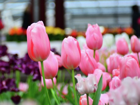 Tulip