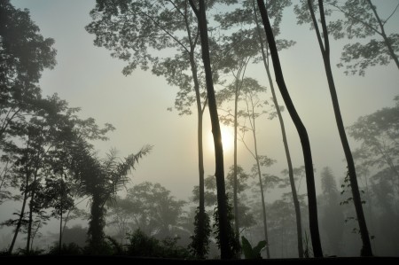 trees,sunrise and fog