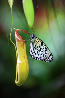 Butterfly & the monkey cup