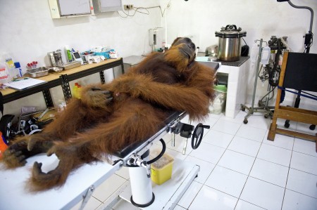 Orang Utan