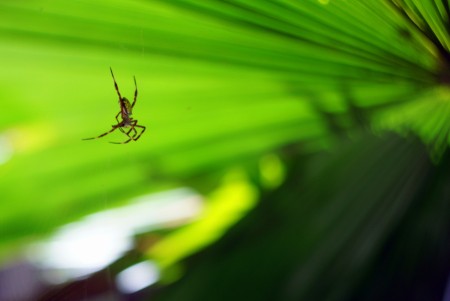 Little Spider