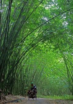 Melewati Hutan Bambu