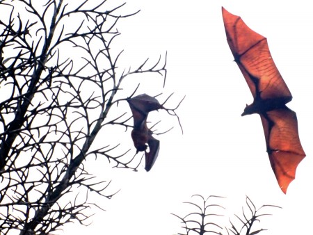 The flying bat...