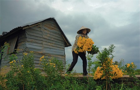 Tet flower
