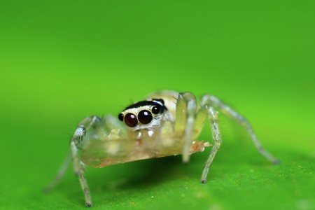Jumping spider