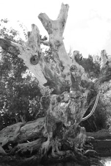 the deer tree
