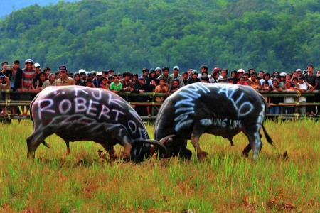 Mapasilaga Tedong