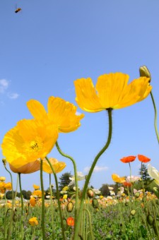 The flowers and the bee