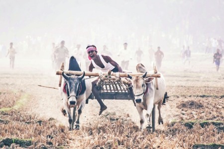 Cart Race in Bangladesh