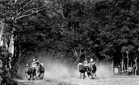 the giant tree on the background Bull race