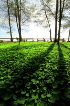 Green Field