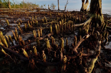 Dead mangrove forest