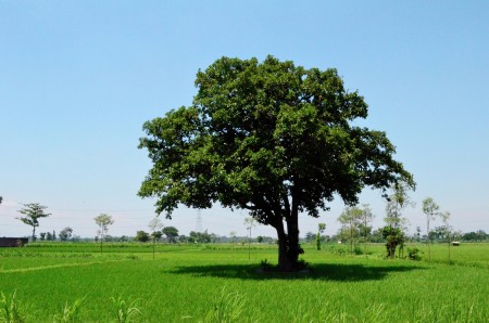 Tree Against the Sun