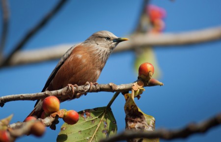 Chestnut tailed Myna