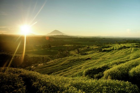 Jatiluwih Rice Terrace Field