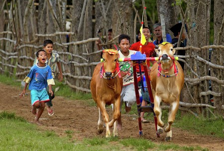Karapan Sapi