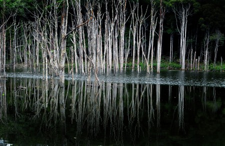 1 Shadow Forest