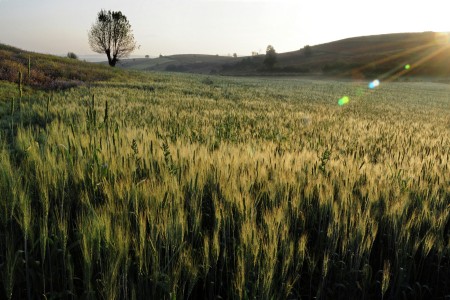 Land of wheat.