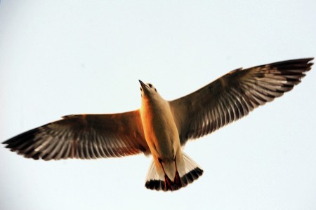 silver bird