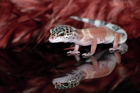 gecko salamander