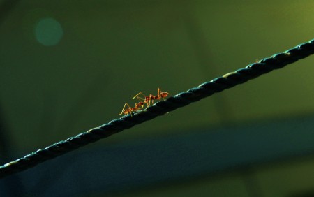 Nature of the ants