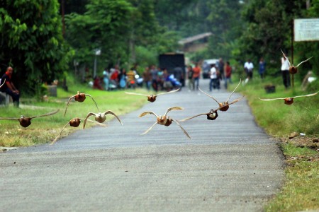 Pacu Itiak (Duck race)