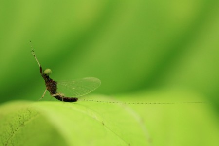 ephemeroptera / Mayfly