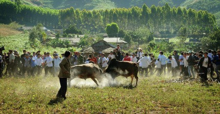 BULLFIGHTING