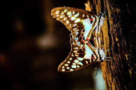 nature's creativity