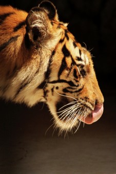 Sumatran Bengal Tiger