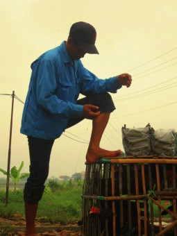 Jawara