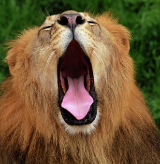 Yawning