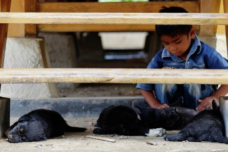 Playing with the dogs