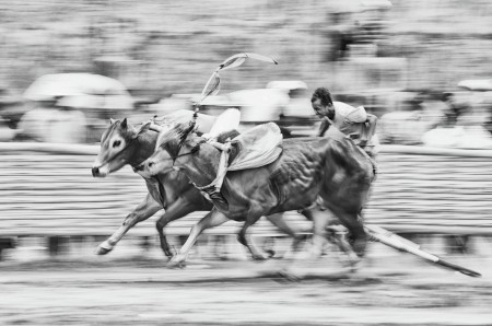 Maduranese Bull Race