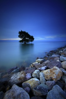 Badas Old Tree