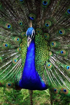 peacock