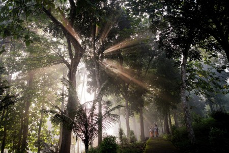 Enchanted Forest