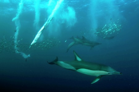 Sardine Run Action