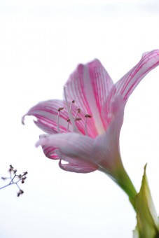 Lily Flowers