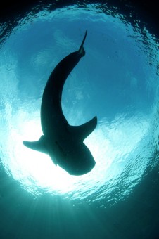 Whale Shark Silhouette