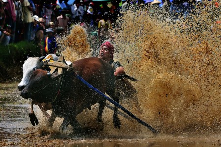 bull's race