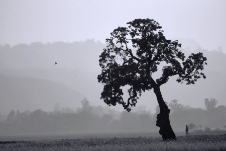 Morning Haze