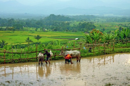 Kita bersih lembu